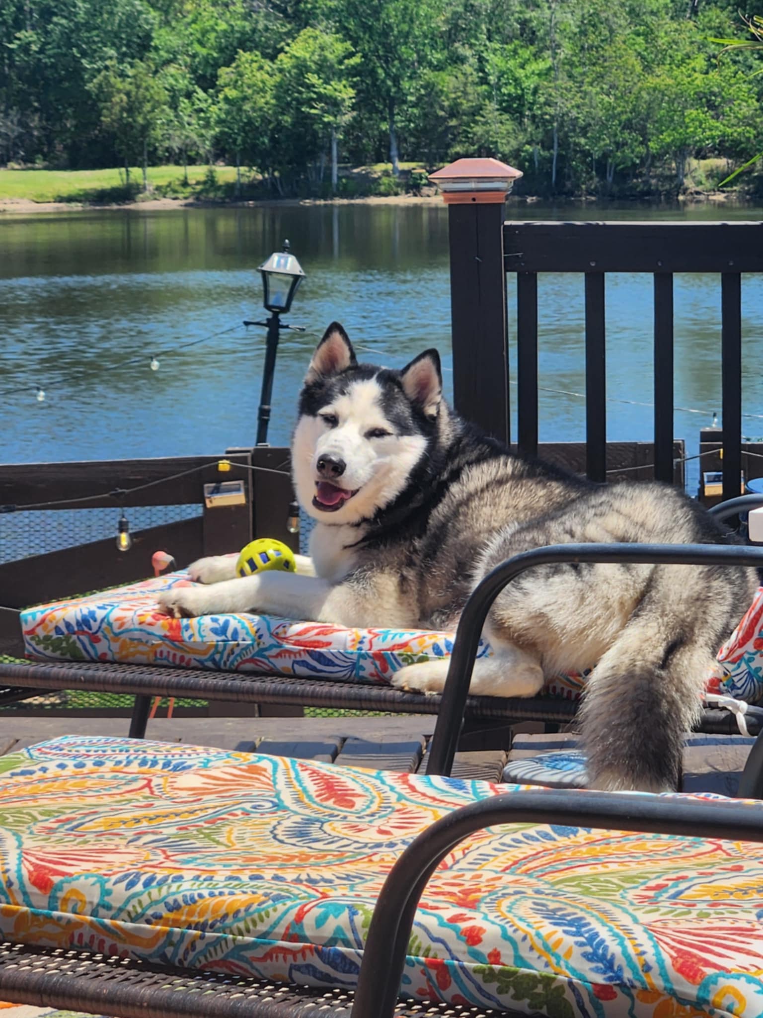 adoptable Dog in Robertsdale, AL named Malibu