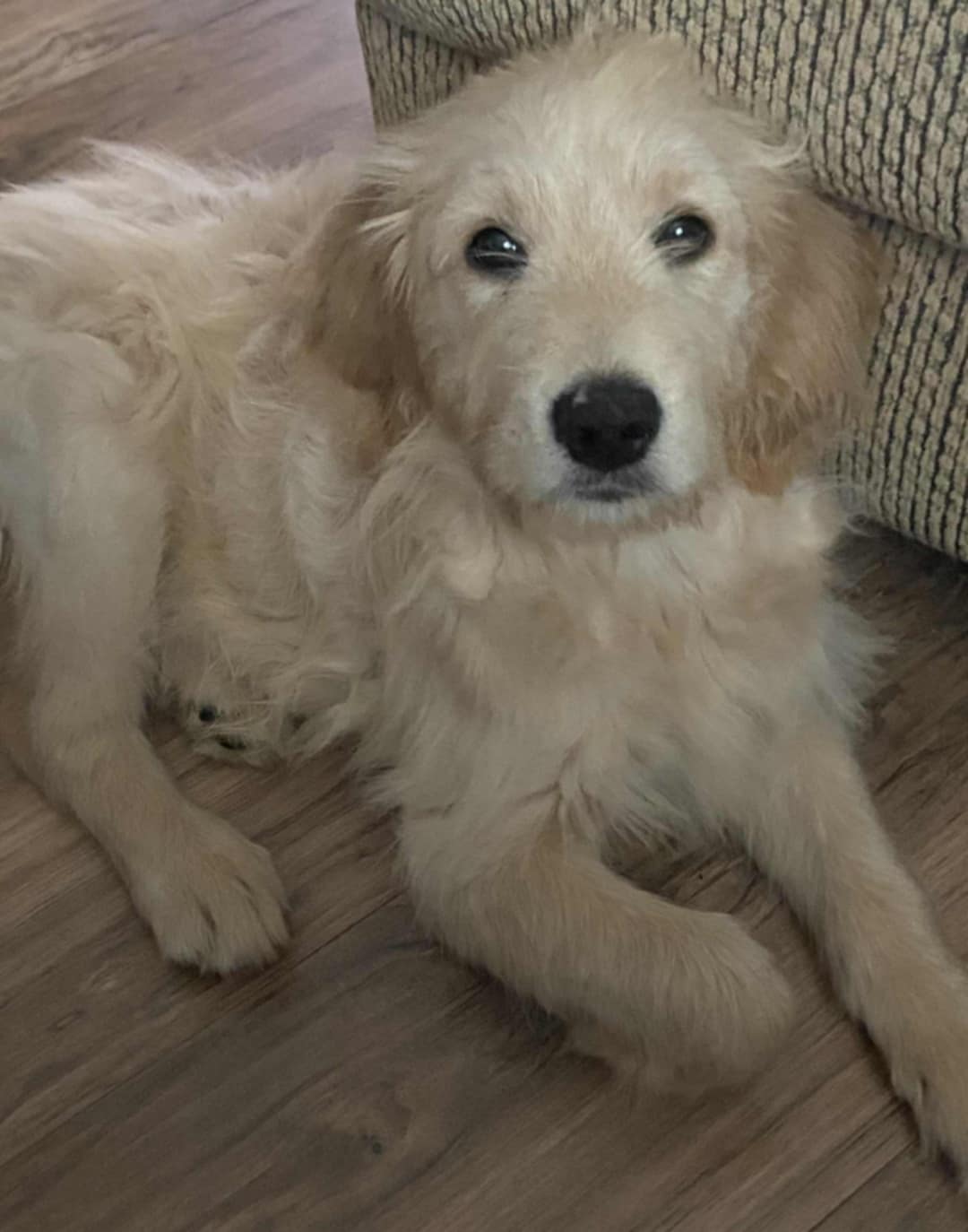 adoptable Dog in Robertsdale, AL named Kyzer URGENT