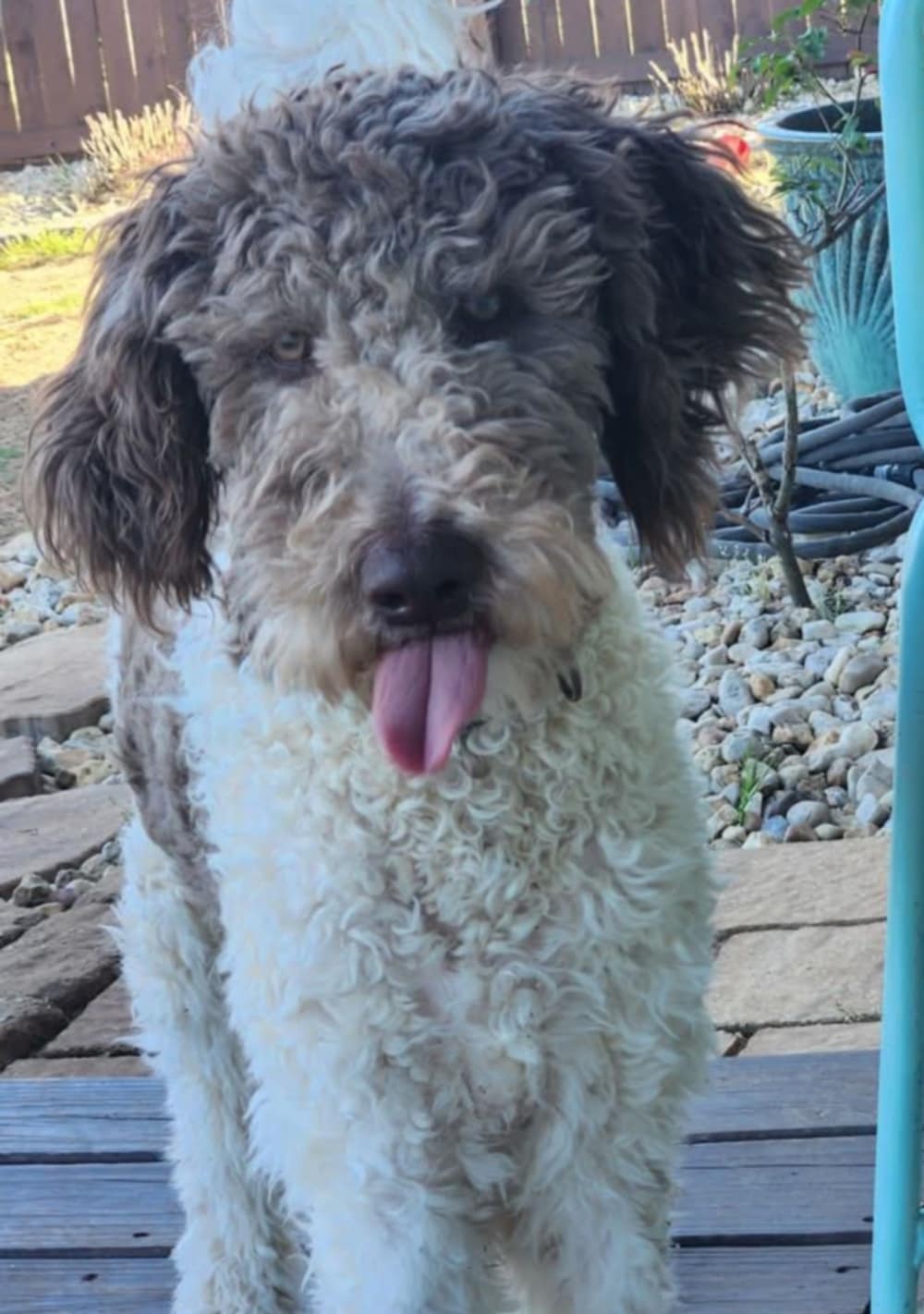 adoptable Dog in Robertsdale, AL named Sunny