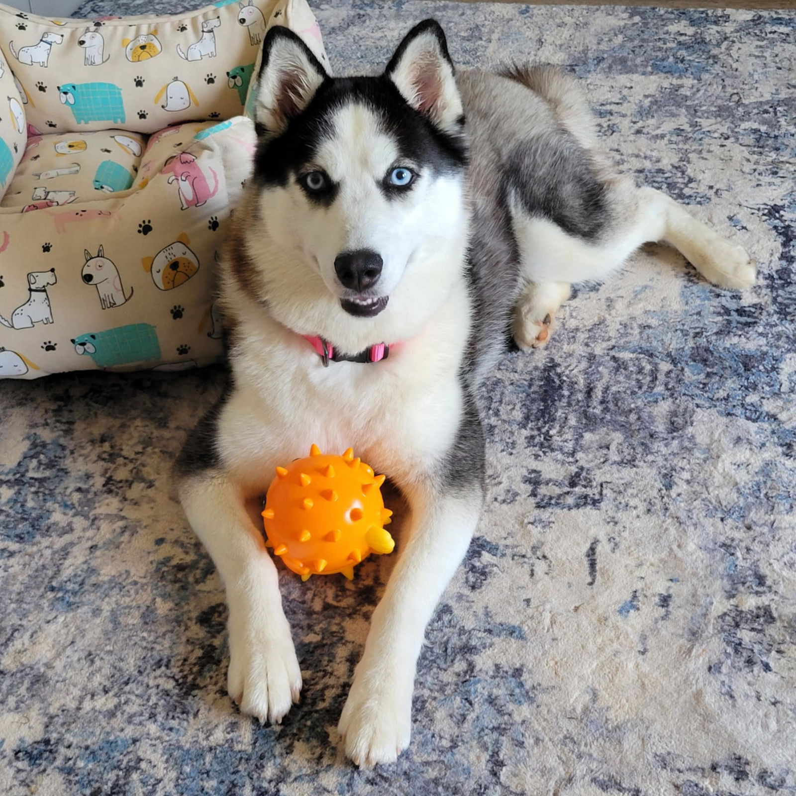 adoptable Dog in Robertsdale, AL named Ellie
