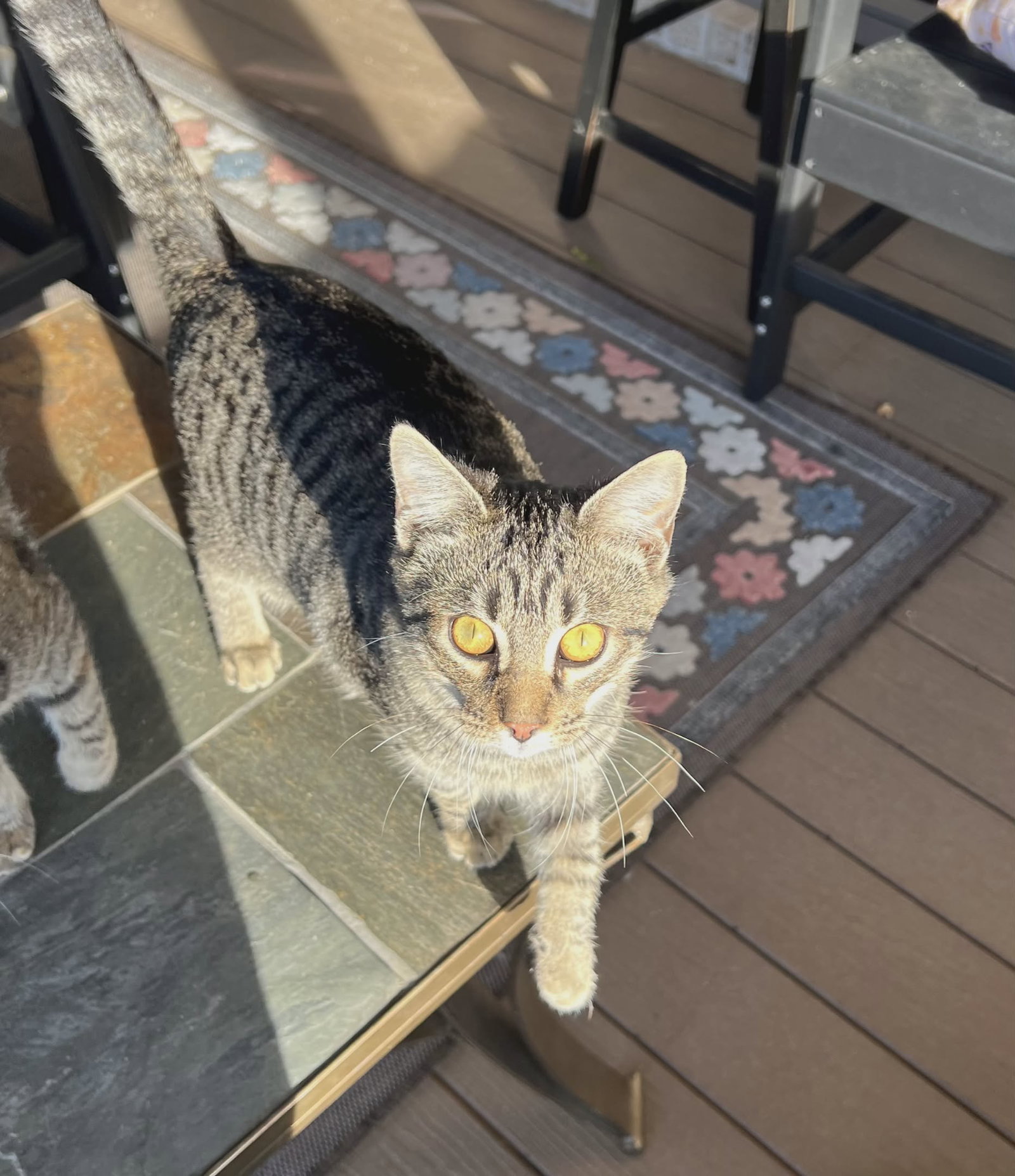 Felix