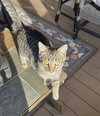 Felix - Photo 1
