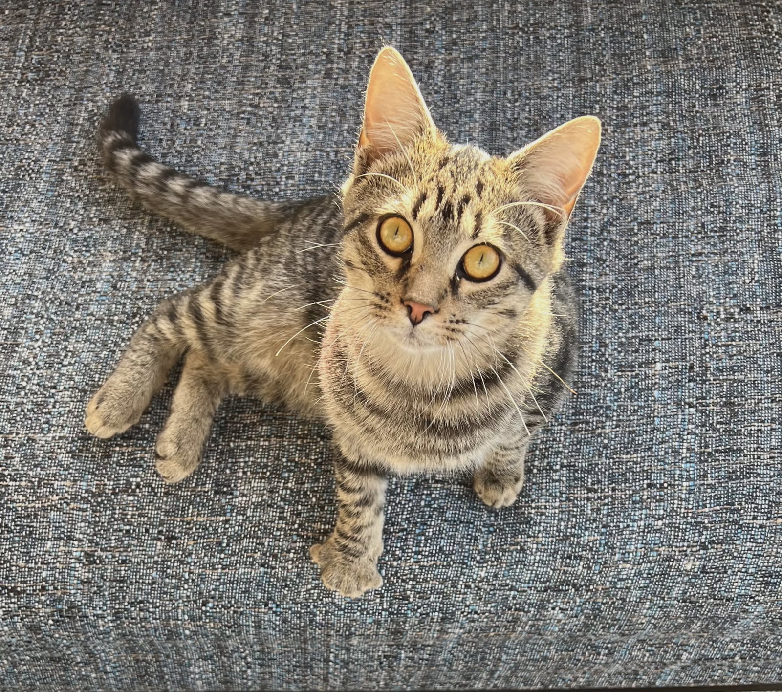 Iris