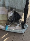 Clover - Photo 1