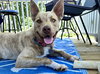 Copper - Photo 1