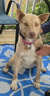 Copper - Photo 3