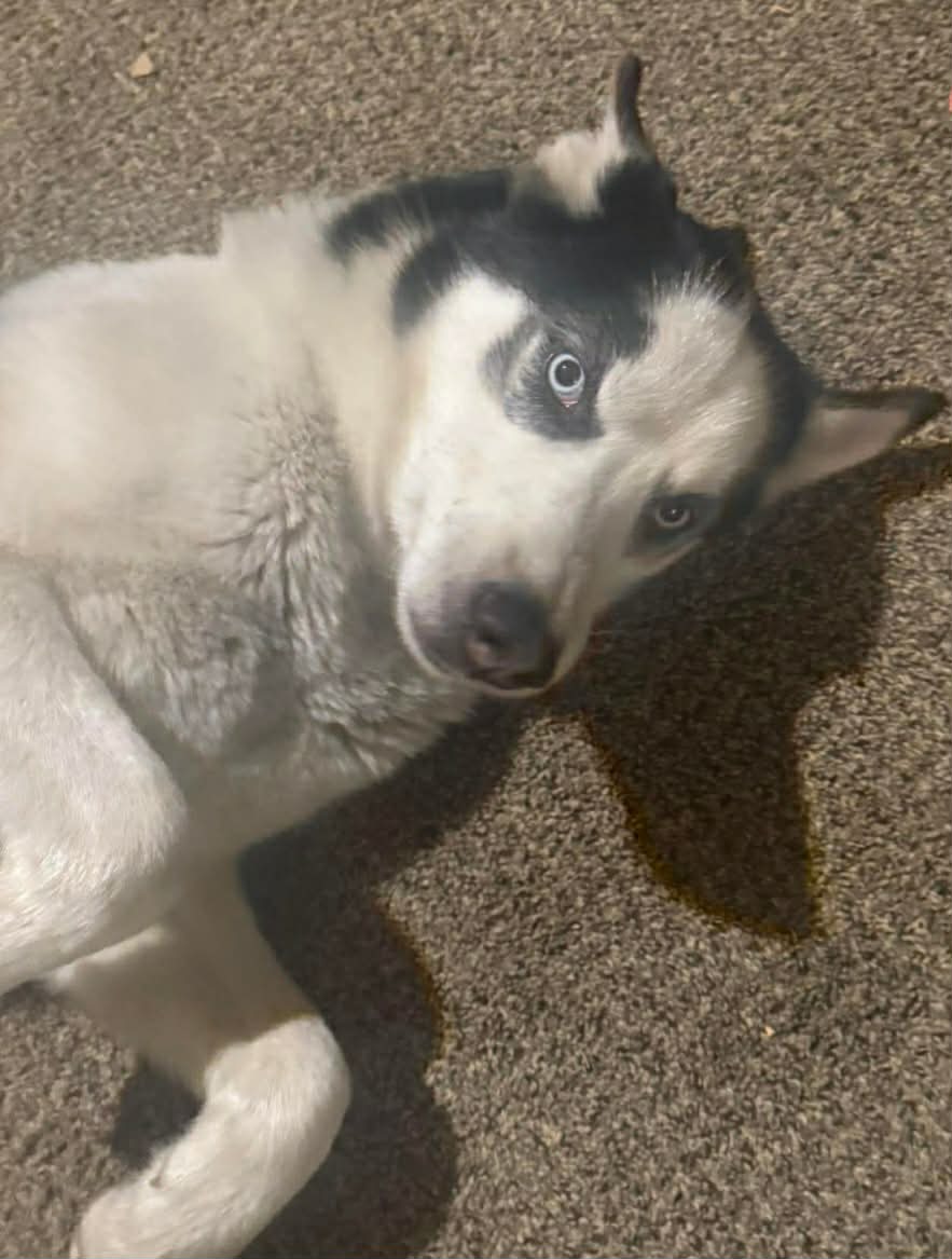 URGENT Oreo