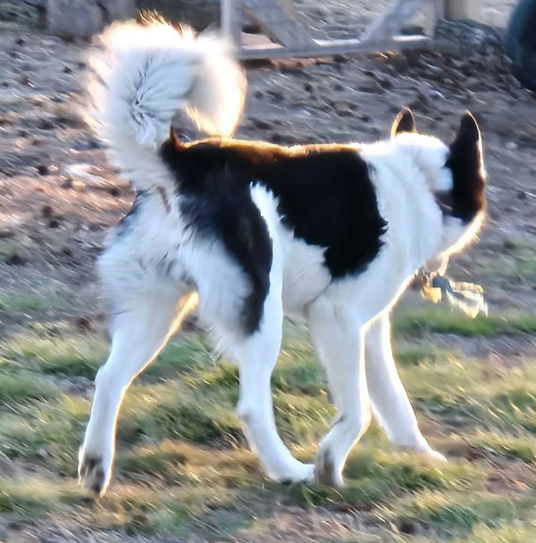 URGENT Oreo