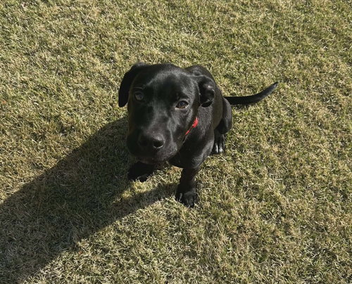 Quickley, an adoptable Retriever in Loxley, AL, AL
