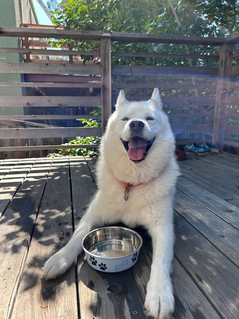 picture of the dog needing adoption