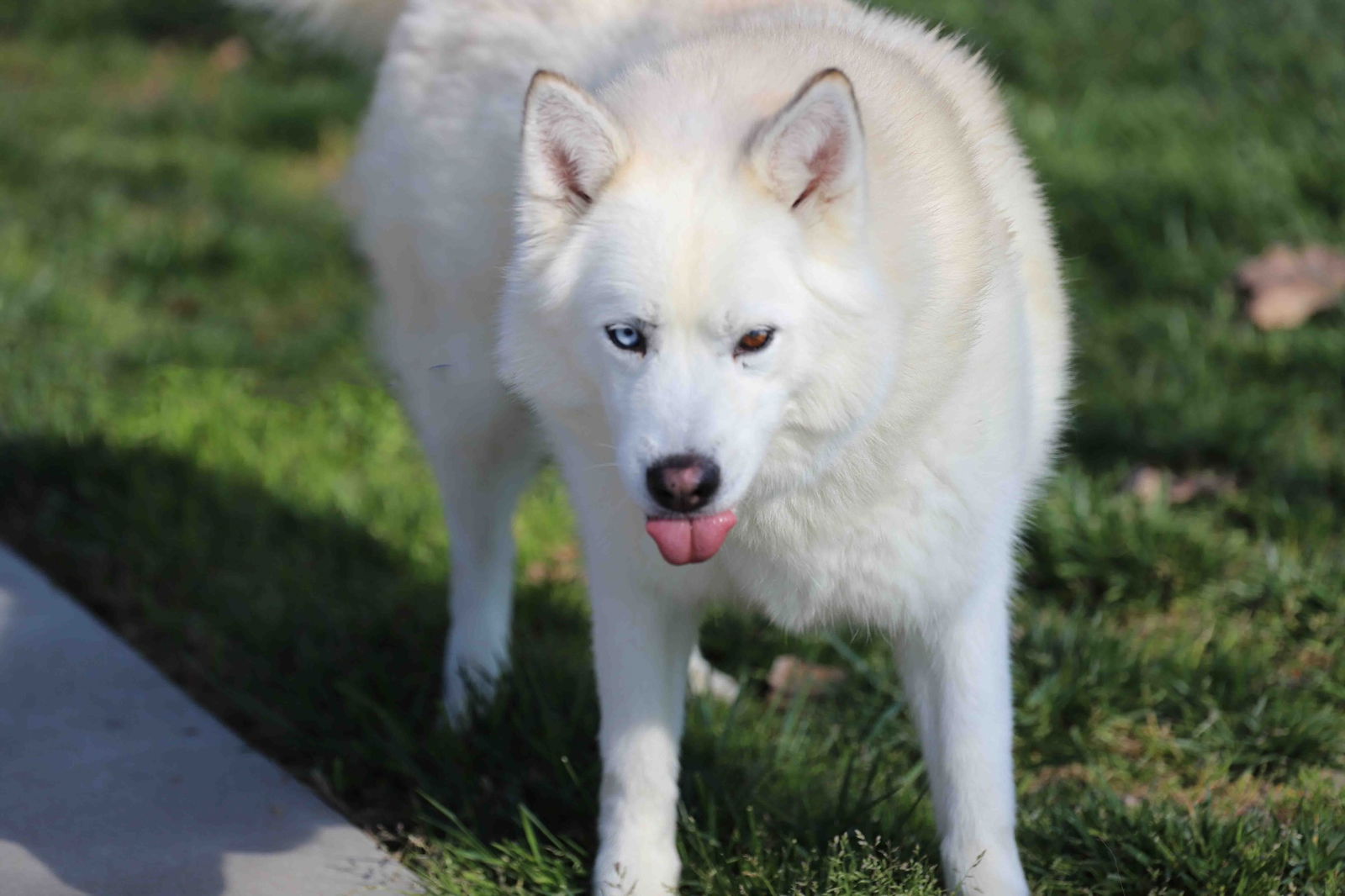 adoptable Dog in Walnut Creek, CA named Mara