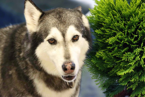 picture of the dog needing adoption
