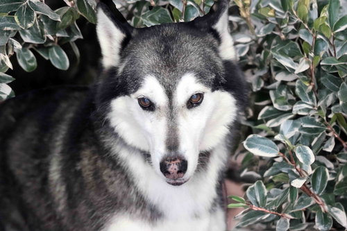 Prancer photo 3