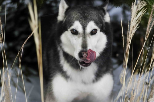 Prancer photo 6