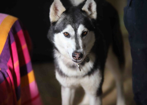 Prancer, photo 19