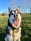 Prancer - Photo 25