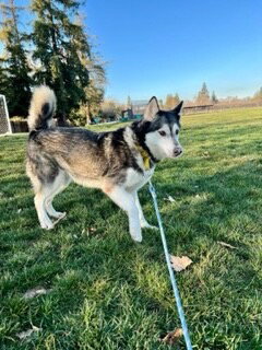 Prancer, photo 20