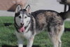 Prancer - Photo 21