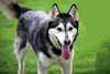 Prancer - Photo 22