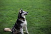 Prancer - Photo 23