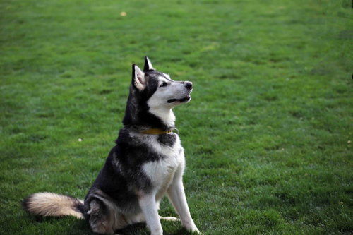 Prancer, photo 10