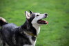 Prancer - Photo 24