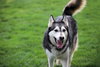 Prancer - Photo 20