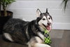 Prancer - Photo 18