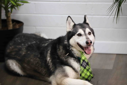 Prancer, photo 11