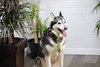 Prancer - Photo 19