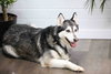 Prancer - Photo 17
