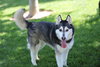 Prancer - Photo 8