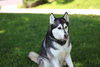 Prancer - Photo 14