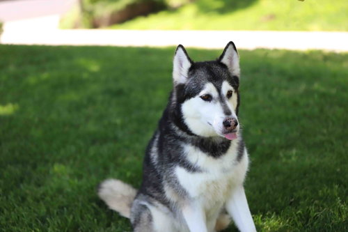 Prancer, photo 18