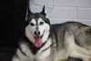 Prancer - Photo 15