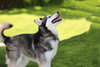 Prancer - Photo 16