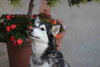 Prancer - Photo 9