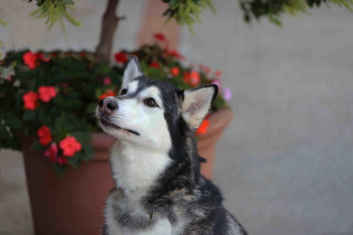 Prancer photo 8