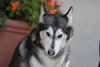 Prancer - Photo 10
