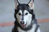 Prancer - Photo 11