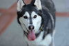 Prancer - Photo 12