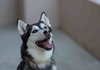 Prancer - Photo 13