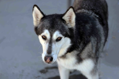 Prancer, photo 16