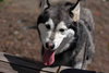 Prancer - Photo 7