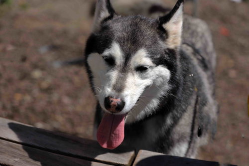 Prancer, photo 17