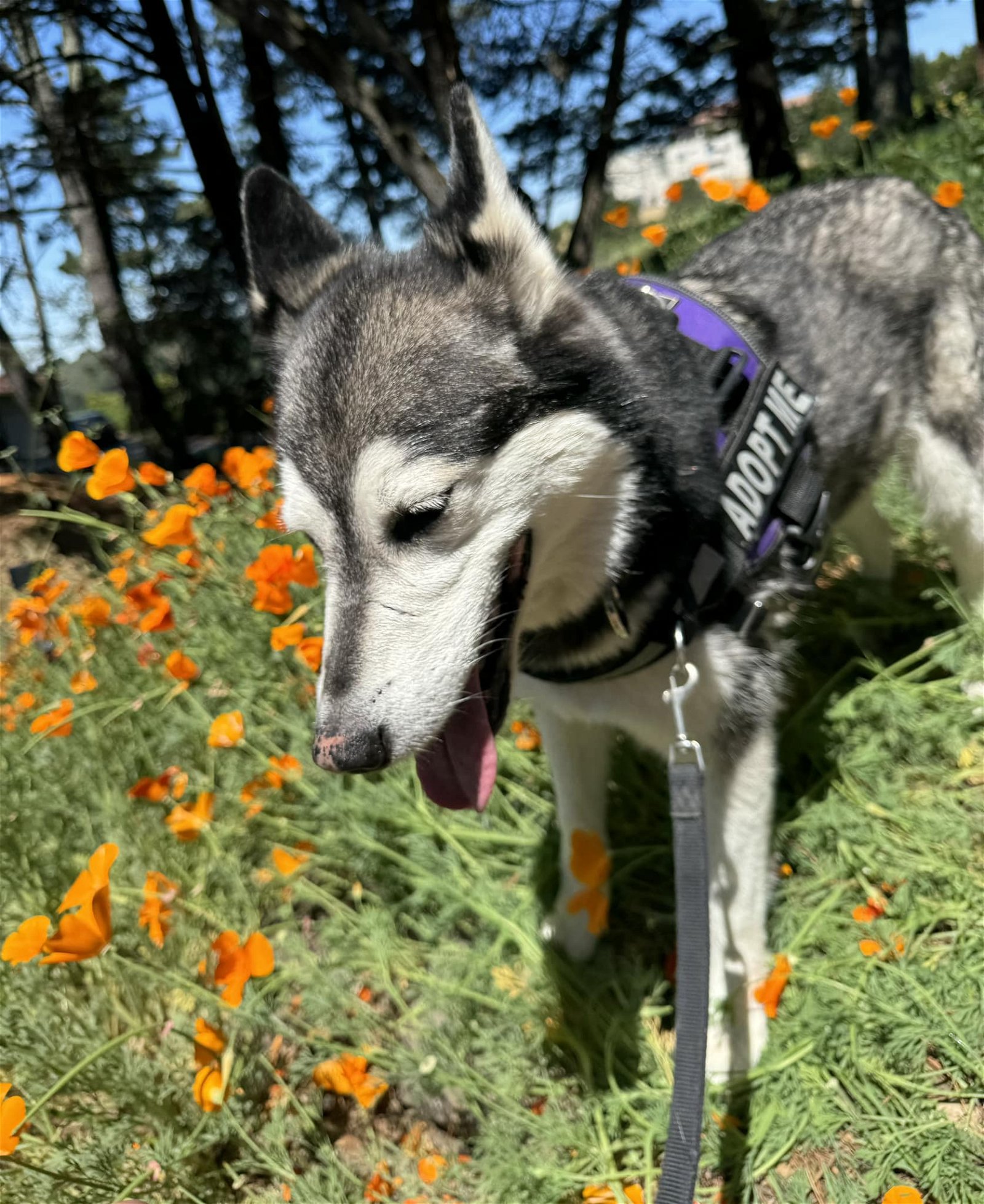 adoptable Dog in Walnut Creek, CA named Prancer the Dancer
