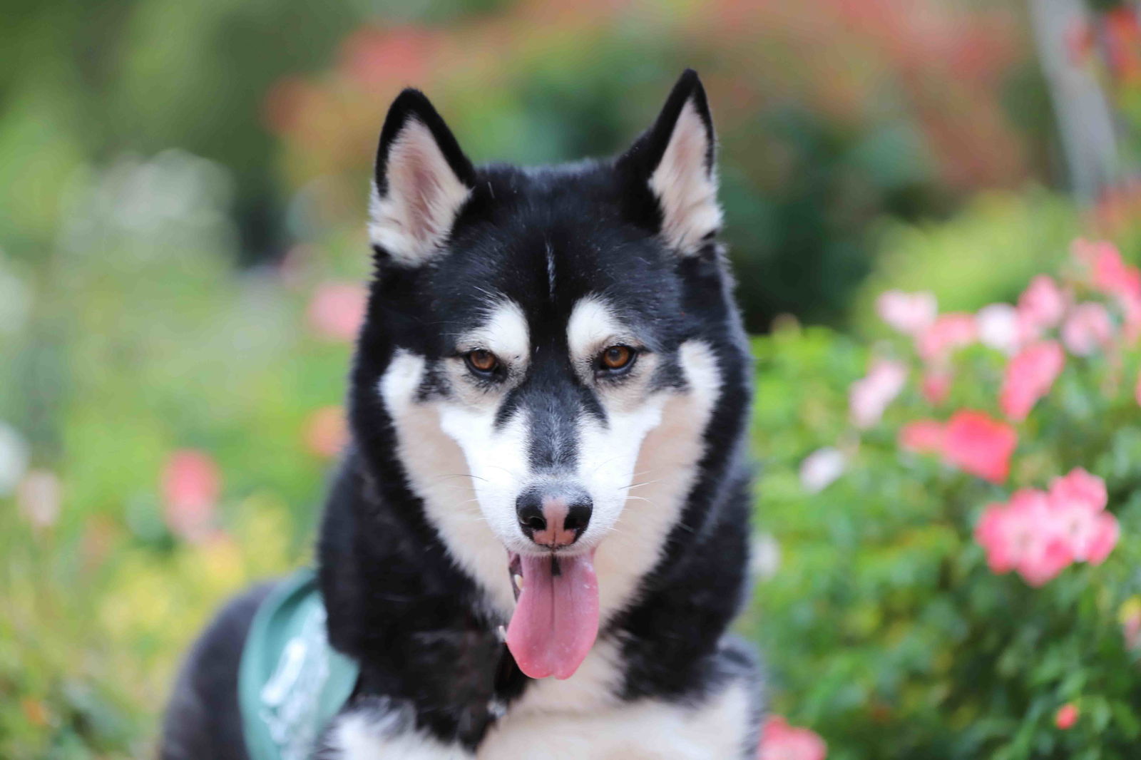 adoptable Dog in Walnut Creek, CA named Cash