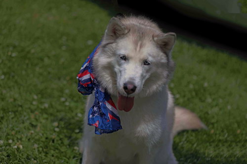 LILIBET - Siberian Husky available for adoption