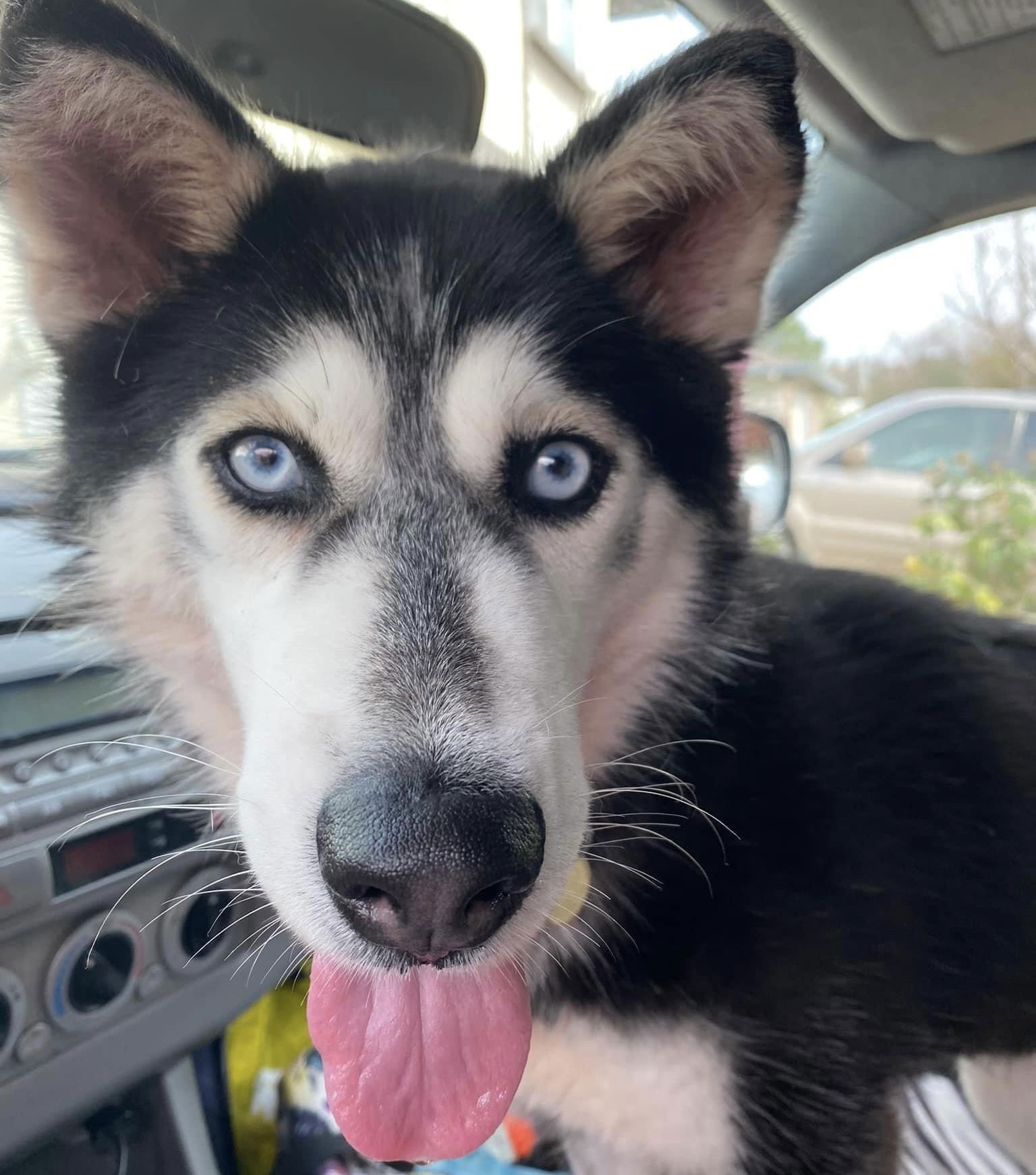 Dog for Adoption - Bluey, a Siberian Husky in Foster City, CA | Alpha Paw