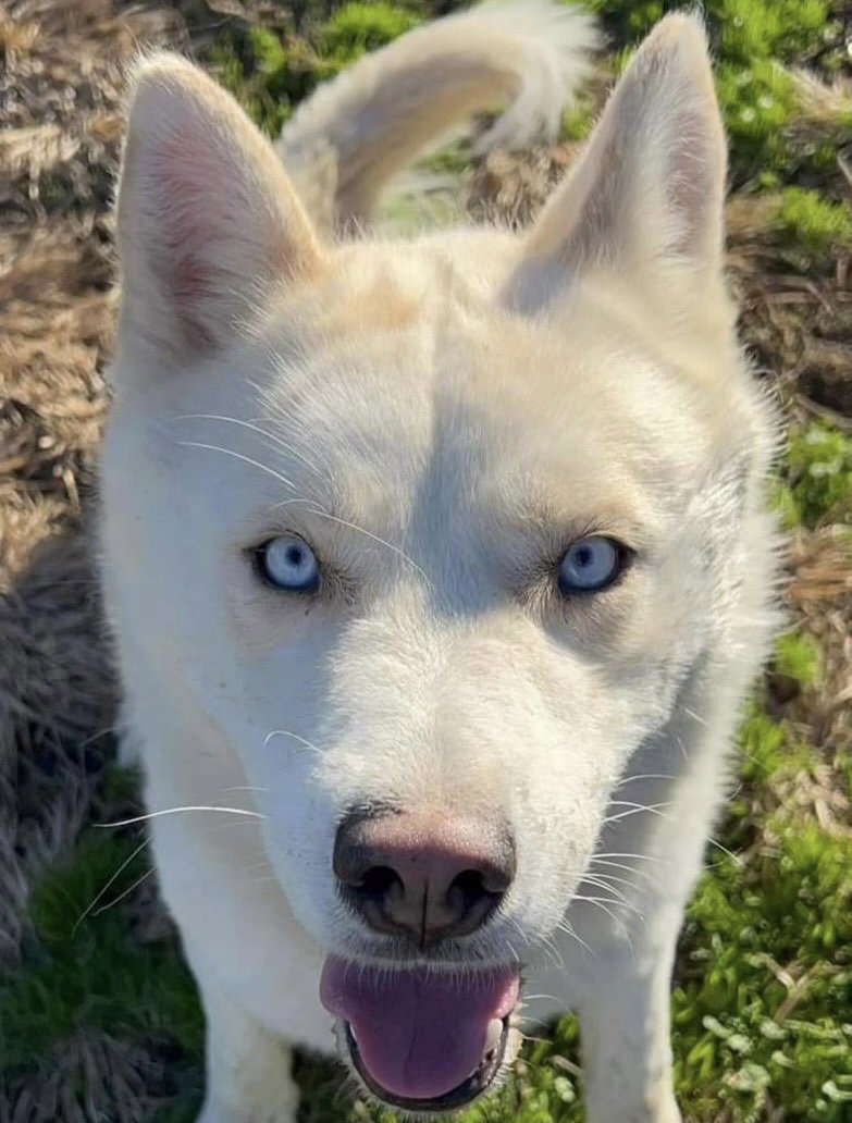 Dog for Adoption Biscotti, a Siberian Husky in Piedmont, CA Alpha Paw